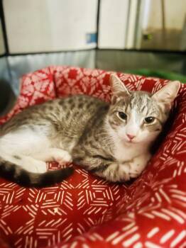 Rescue Domestic Short Hair Cats for Adoption in Norfolk, Virginia - Yossi | PetCurious