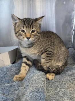 Murphy -  Domestic Short Hair Cat for Adoption in El Paso, Texas - Murphy | PetCurious
