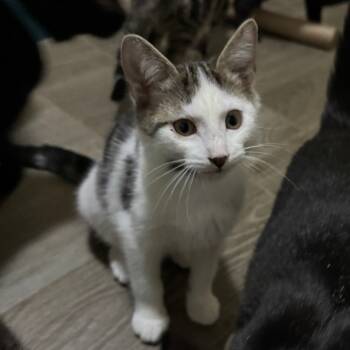 Rescue Domestic Short Hair Cats for Adoption in Portage, Michigan - Sparrow | PetCurious