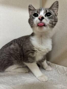 Rescue Domestic Short Hair Cats for Adoption in Hackensack, Minnesota - Bobby | PetCurious