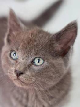 Mustard -  Domestic Short Hair Cat for Adoption in Topeka, Kansas - Mustard | PetCurious