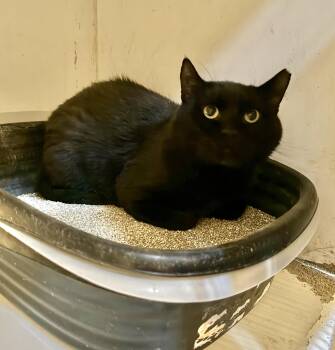 Pops -  Domestic Short Hair Cat for Adoption in Marana, Arizona - Pops | PetCurious