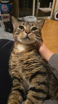Domestic Short Hair Cats Available for Adoption in Stoughton, Wisconsin - Ms. Kitty | PetCurious