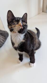 Callie -  Domestic Short Hair Cat for Adoption in Mckinney, Texas - Callie | PetCurious