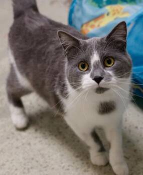 Domestic Short Hair Cats Available for Adoption - George | PetCurious