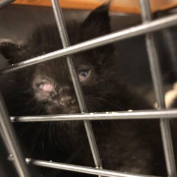 Biggie -  Domestic Short Hair Cat for Adoption in Oak Park, Illinois - Biggie | PetCurious
