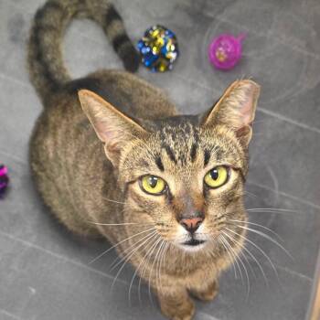 Domestic Short Hair and Abyssinian Cats Available for Adoption - Big Ivan | PetCurious