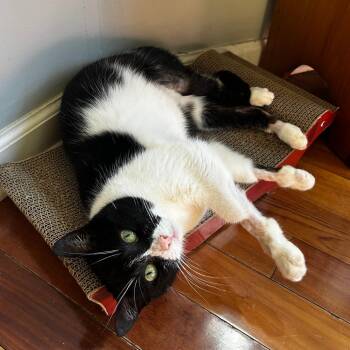 Domestic Short Hair Cats Available for Adoption in Philadelphia, Pennsylvania - Possum | PetCurious