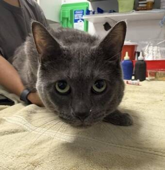 Polynesian Sauce -  Domestic Short Hair Cat for Adoption in West Chester, Pennsylvania - Polynesian Sauce | PetCurious