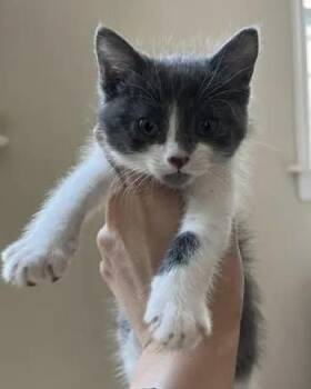 Khan -  Domestic Short Hair Cat for Adoption in San Francisco, California - Khan | PetCurious