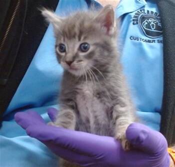 Domestic Short Hair Cats Available for Adoption in Doral, Florida - JUPITER | PetCurious