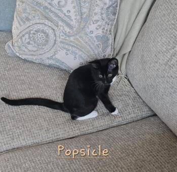 Rescue Domestic Short Hair Cats for Adoption in Mokena, Illinois - Popsicle | PetCurious