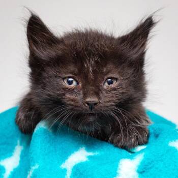 Octavia -  Domestic Long Hair and Domestic Short Hair Cat for Adoption in Hattiesburg, Mississippi - Octavia | PetCurious