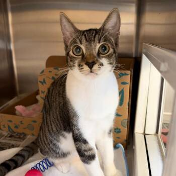 Pibble (Pebbles) -  Domestic Short Hair Cat for Adoption in Goleta, California - Pibble (Pebbles) | PetCurious