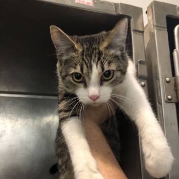 Rescue Domestic Short Hair Cats for Adoption in Clanton, Alabama - Sugar | PetCurious