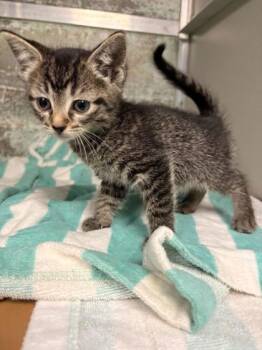 Domestic Short Hair Cats Available for Adoption in Paducah, Kentucky - Luna | PetCurious