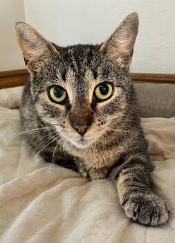 Posey the precious -  Domestic Short Hair Cat for Adoption in Bloomfield, New Jersey - Posey The Precious | PetCurious