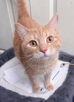 American Shorthair Cats Available for Adoption in Philadelphia, Pennsylvania - Oliver | PetCurious