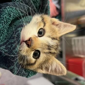 Bitty Blue -  Domestic Short Hair Cat for Adoption in Charlottesville, Virginia - Bitty Blue | PetCurious