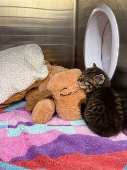 NOODLES -  Domestic Short Hair Cat for Adoption in Fremont, California - NOODLES | PetCurious