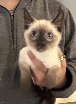 Harpo Napa petco -  Siamese Cat for Adoption in Napa, California - Harpo Napa Petco | PetCurious