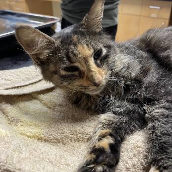 Kaulua -  Domestic Medium Hair Cat for Adoption in Chattanooga, Tennessee - Kaulua | PetCurious