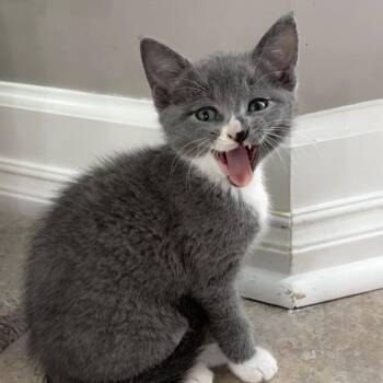 Domestic Short Hair Cats Available for Adoption in Columbus, Georgia - Mayfield 5600 | PetCurious