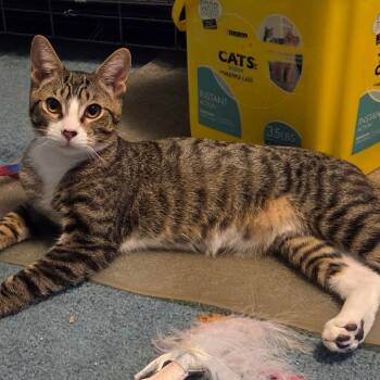 Rescue Domestic Short Hair Cats for Adoption in Reisterstown, Maryland - Honeysuckle (paired With Lavender) | PetCurious