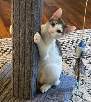 Rescue Domestic Short Hair and Tabby Cats for Adoption in Lemont, Illinois - Goose | PetCurious