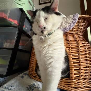 Domestic Long Hair Cats Available for Adoption in Des Moines, Iowa - Tobias | PetCurious