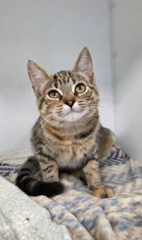 Gisele -  Domestic Short Hair Cat for Adoption in Delson, Quebec - Gisele | PetCurious