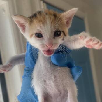 Beaker Houston -  Domestic Short Hair Cat for Adoption in Denver, Colorado - Beaker Houston | PetCurious