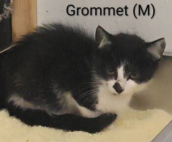 Grommet -  Domestic Short Hair Cat for Adoption in Saugerties, New York - Grommet | PetCurious