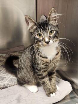 Xbox -  Domestic Short Hair Cat for Adoption in Elmsford, New York - Xbox | PetCurious