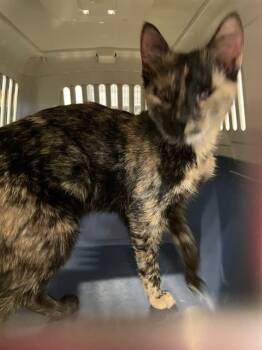 Rescue Domestic Short Hair Cats for Adoption in Palmetto, Florida - SHIRLEY | PetCurious