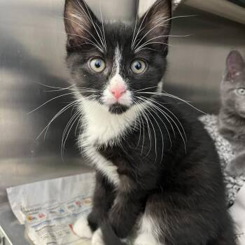 Jane -  Domestic Short Hair Cat for Adoption in Pittsburgh, Pennsylvania - Jane | PetCurious