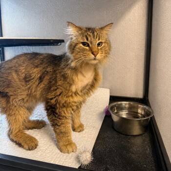 Domestic Long Hair Cats Available for Adoption in East St. Louis, Illinois - Ozzy-C | PetCurious