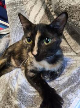 Espresso -  Domestic Short Hair Cat for Adoption in Mountain Home, Arkansas - Espresso | PetCurious