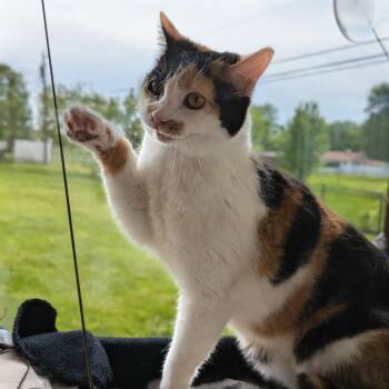 Domestic Short Hair Cats Available for Adoption in Quincy, Ohio - Mz. Gee | PetCurious
