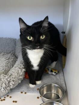 Domestic Short Hair Cats Available for Adoption - Kitkat | PetCurious