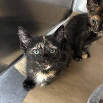 Calypso -  Domestic Short Hair Cat for Adoption in Parrish, Alabama - Calypso | PetCurious