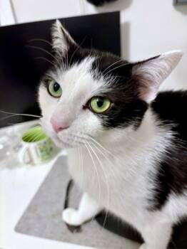 Domestic Short Hair Cats Available for Adoption - Xavier | PetCurious