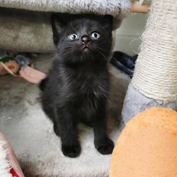 Xenos 11 -  Domestic Short Hair Cat for Adoption in Austin, Texas - Xenos 11 | PetCurious