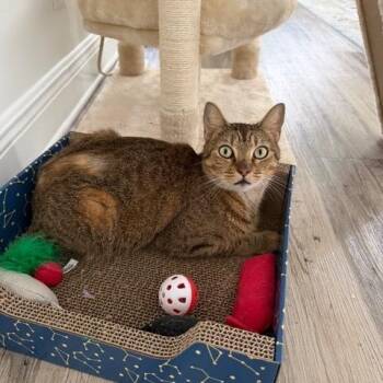 Domestic Short Hair Cats Available for Adoption - Cherry | PetCurious