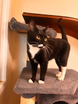 Domestic Short Hair Cats Available for Adoption in Sandusky, Ohio - Primrose | PetCurious