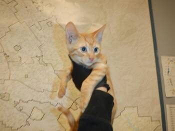 Rescue Domestic Short Hair Cats for Adoption in San Jose, California - FRANKIE | PetCurious