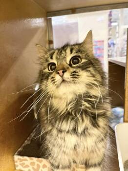 Domestic Long Hair and Tabby Cats Available for Adoption in Emerald Isle, North Carolina - Birdie | PetCurious