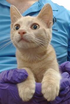 Domestic Short Hair Cats Available for Adoption in Doral, Florida - LAFI | PetCurious