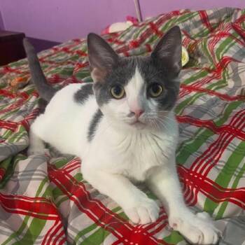 Charlotte -  Domestic Short Hair Cat for Adoption in Mastic, New York - Charlotte | PetCurious