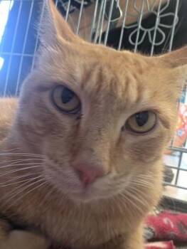 Garfield -  Domestic Short Hair Cat for Adoption in Plano, Texas - Garfield | PetCurious